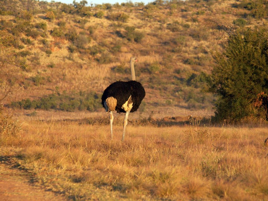 090516_Pilanesberg 343.jpg